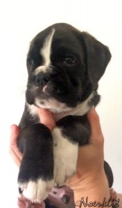 boreas6weeks1