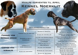 hvalpe